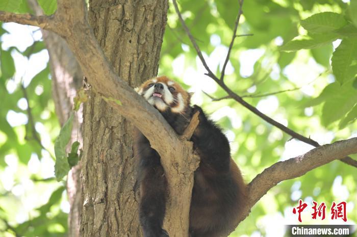 西安秦嶺野生動(dòng)物園里的小熊貓?！∥靼睬貛X野生動(dòng)物園供圖